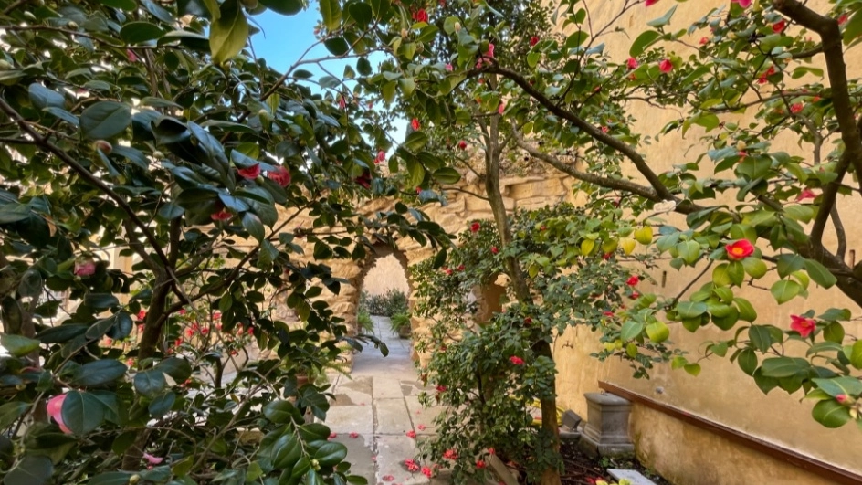 Boboli, apre il giardino ‘segreto’ delle Camelie Boboli, apre il giardino ‘segreto’ delle Camelie