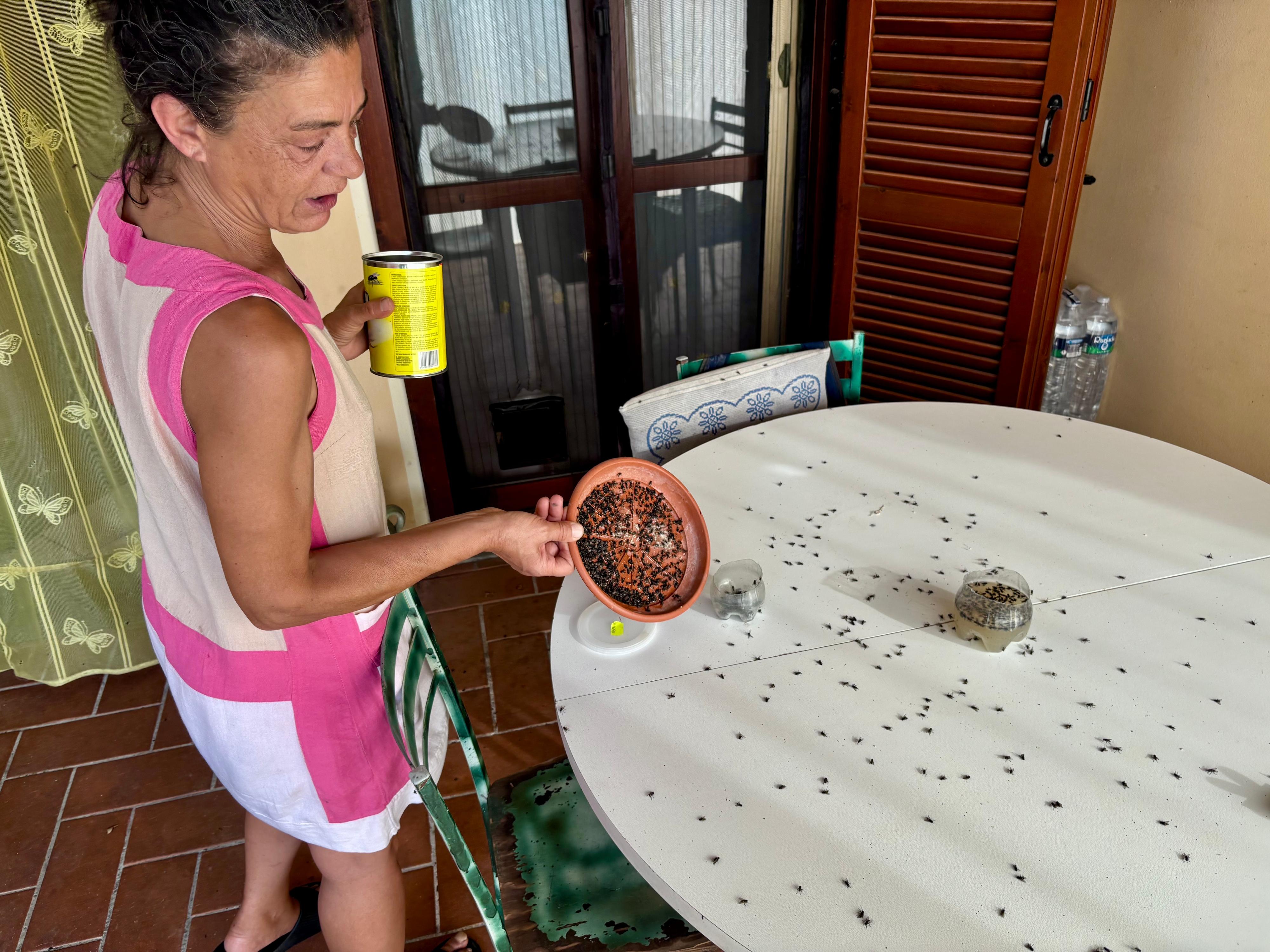 L’invasione di mosche. Pontedera, alcune zone sotto assedio: “Non facciamo vita” L’invasione di mosche. Pontedera, alcune zone sotto assedio: “Non facciamo vita”