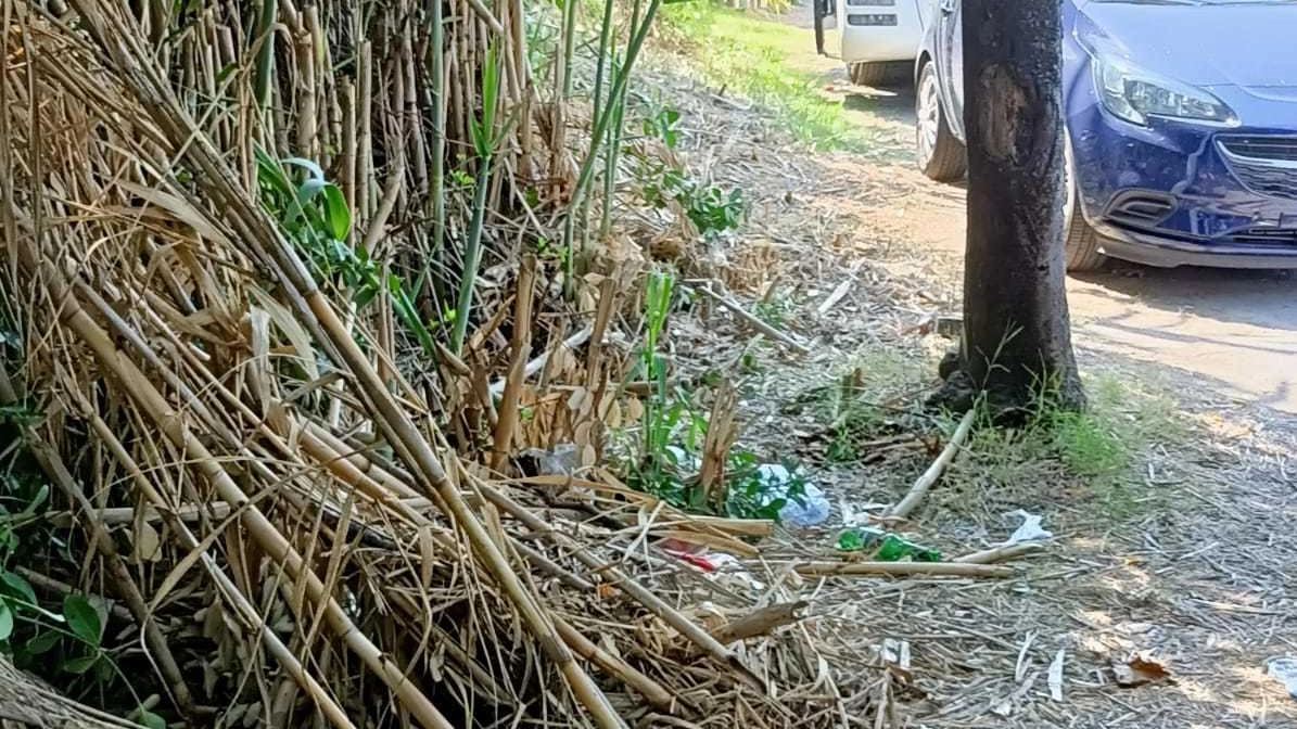 Canneti tagliati abbandonati pericolosamente sul marciapiede, sporcizia e degrado, nonostante i tanti appelli dei residenti, caduti nel vuoto. Sta... Canneti tagliati abbandonati pericolosamente sul marciapiede, sporcizia e degrado, nonostante i tanti appelli dei residenti, caduti nel vuoto. Sta...