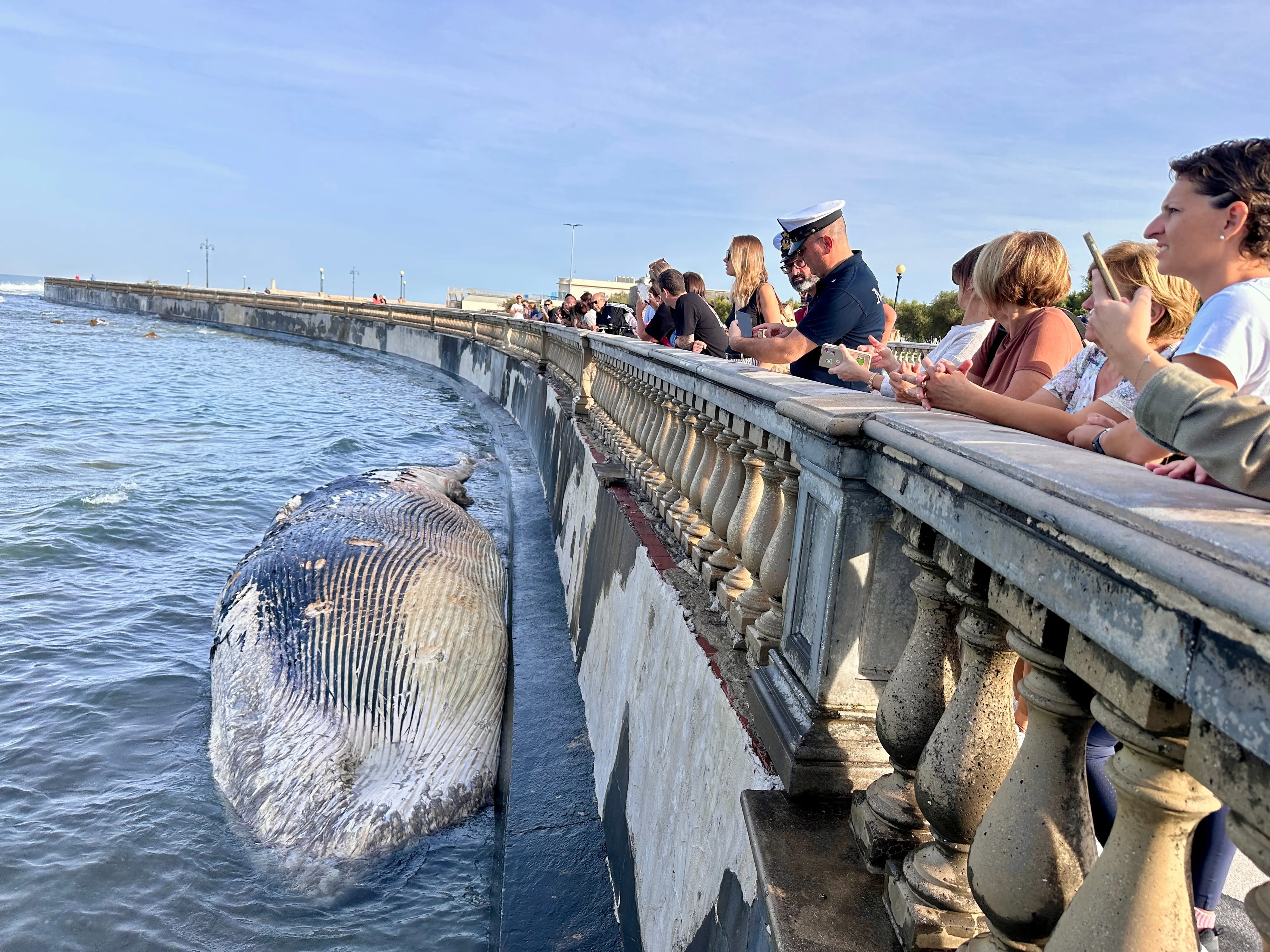 La triste fine di un animale splendido: Livorno, balena morta alla Terrazza Mascagni, le ipotesi