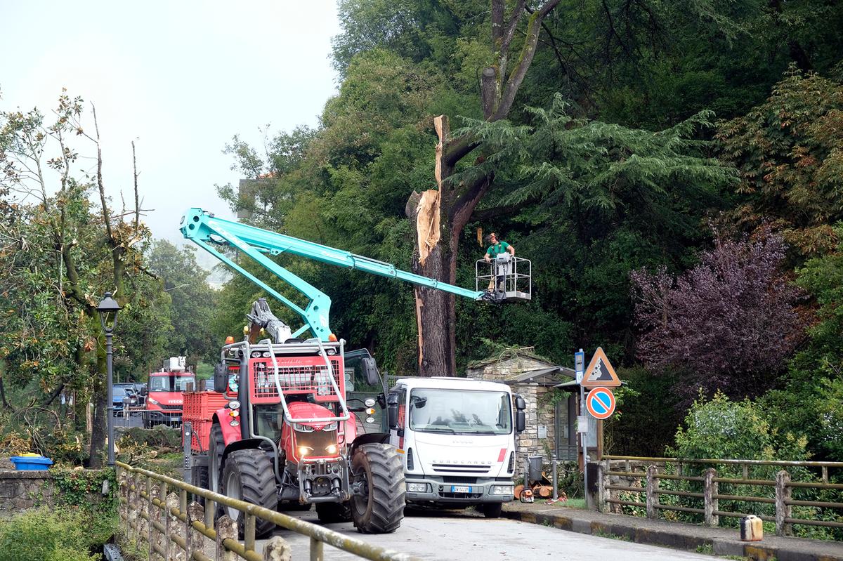 Addio al cedro secolare, schiantato da una saetta durante la tempesta di fulmini