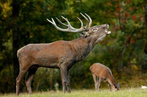 arrivano nel parco nazionale delle foreste casentinesi i giorni del censimento al bramito della stima del cervo nobile