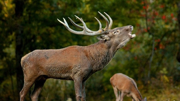 bramito