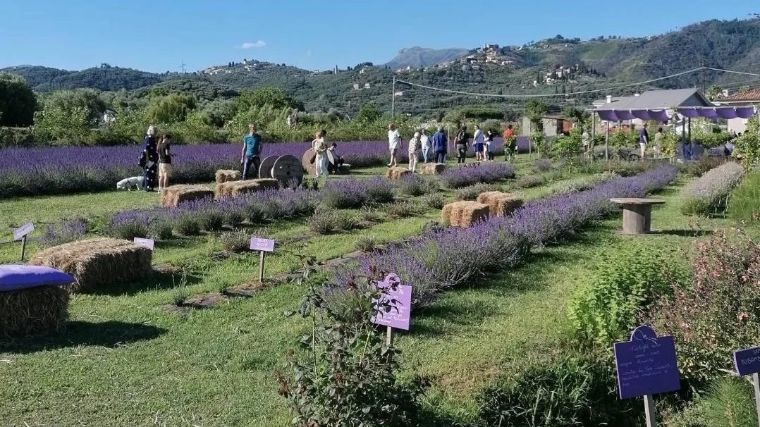 Torna a Massarosa uno degli spettacoli più affascinanti della natura: la festa delle fioriture lungo la via delle Erbe Torna a Massarosa uno degli spettacoli più affascinanti della natura: la festa delle fioriture lungo la via delle Erbe