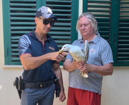 Lanciano un gabbiano ferito come fosse una palla: ragazzi denunciati per maltrattamenti Lanciano un gabbiano ferito come fosse una palla: ragazzi denunciati per maltrattamenti