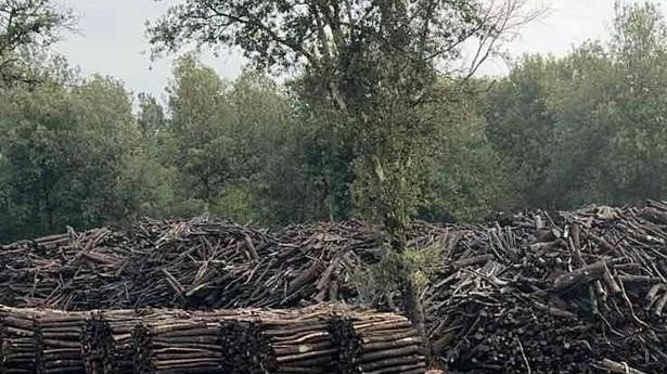Ancora nuovi tagli boschivi nel Senese, a Vagliagli, nel territorio comunale di Castelnuovo Berardenga (SI). E si tratta di tagli... Ancora nuovi tagli boschivi nel Senese, a Vagliagli, nel territorio comunale di Castelnuovo Berardenga (SI). E si tratta di tagli...
