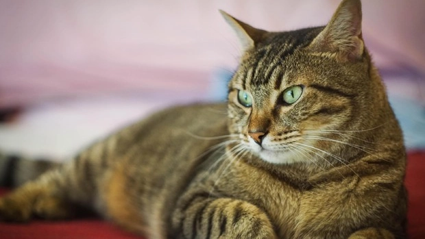 Il gatto è stato ferito da un colpo di fucile (Foto Ansa) Il gatto è stato ferito da un colpo di fucile (Foto Ansa)