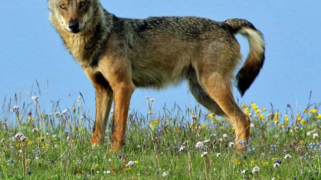 "Declassamento del lupo a specie protetta. Ora servono provvedimenti" "Declassamento del lupo a specie protetta. Ora servono provvedimenti"