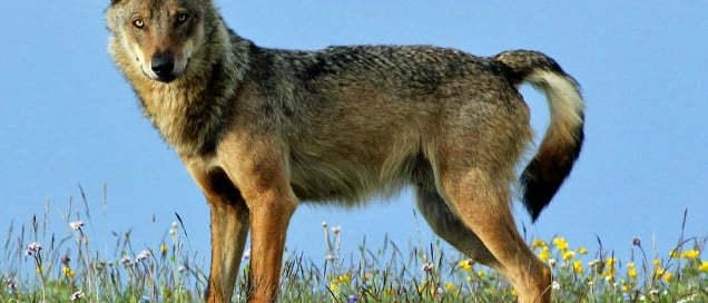 "Declassamento del lupo a specie protetta. Ora servono provvedimenti"