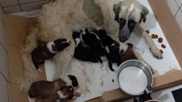La cagnolina con i suoi otto cuccioli adesso stabene. I piccoli erano caduti nella tana di un tasso a 15 metri di profondità La cagnolina con i suoi otto cuccioli adesso stabene. I piccoli erano caduti nella tana di un tasso a 15 metri di profondità