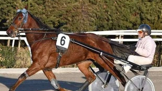 Nella prima corsa del mercoledì del Sesana ci sarà anche Manlio Capanna in sulky a Cosimoprimo Cla Nella prima corsa del mercoledì del Sesana ci sarà anche Manlio Capanna in sulky a Cosimoprimo Cla
