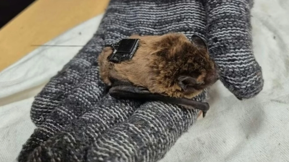 Ugo il primo pipistrello italiano con il Gps Ugo il primo pipistrello italiano con il Gps