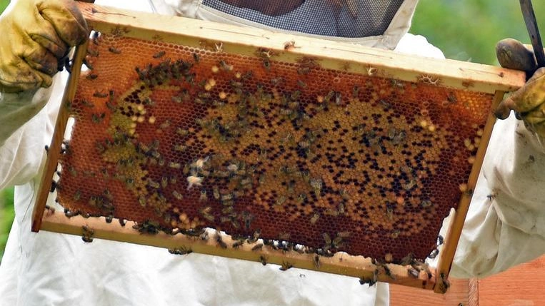 Giornata della biodiversità ’Obiettivo api’ alle Terrazze. In mostra le foto vincitrici
