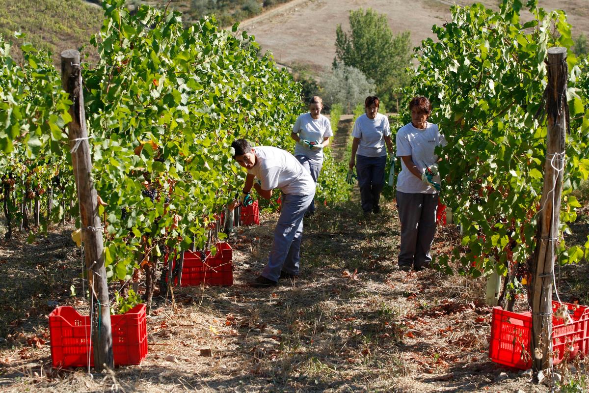 Una vendemmia da… spiaggia. La raccolta parte in anticipo. Agevolata dalle recenti piogge Una vendemmia da… spiaggia. La raccolta parte in anticipo. Agevolata dalle recenti piogge