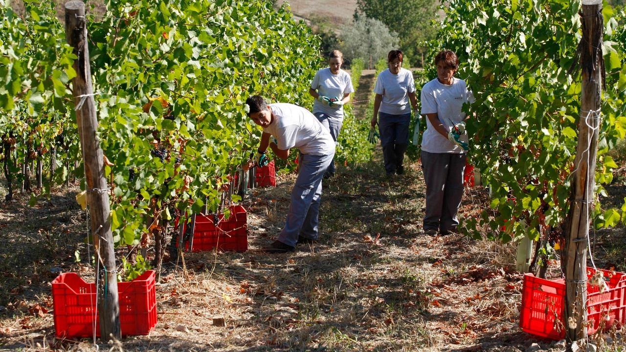 La raccolta dell'uva per la vendemmia