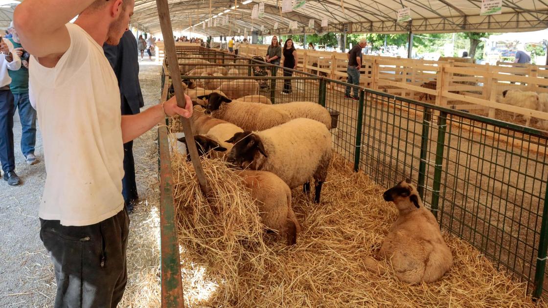 Foro boario, cantieri e veleni politici: "La fiera? Nel terreno delle suore" Foro boario, cantieri e veleni politici: "La fiera? Nel terreno delle suore"