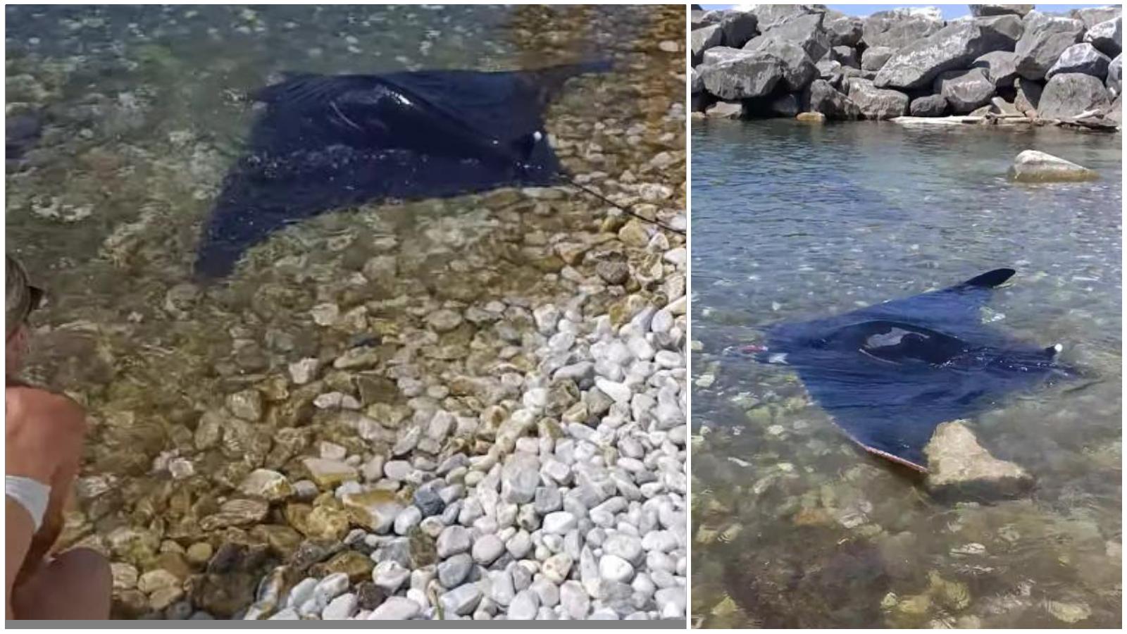 Pesci esotici nel mare di casa nostra. “Clima tropicale, è tutto in divenire” Pesci esotici nel mare di casa nostra. “Clima tropicale, è tutto in divenire”