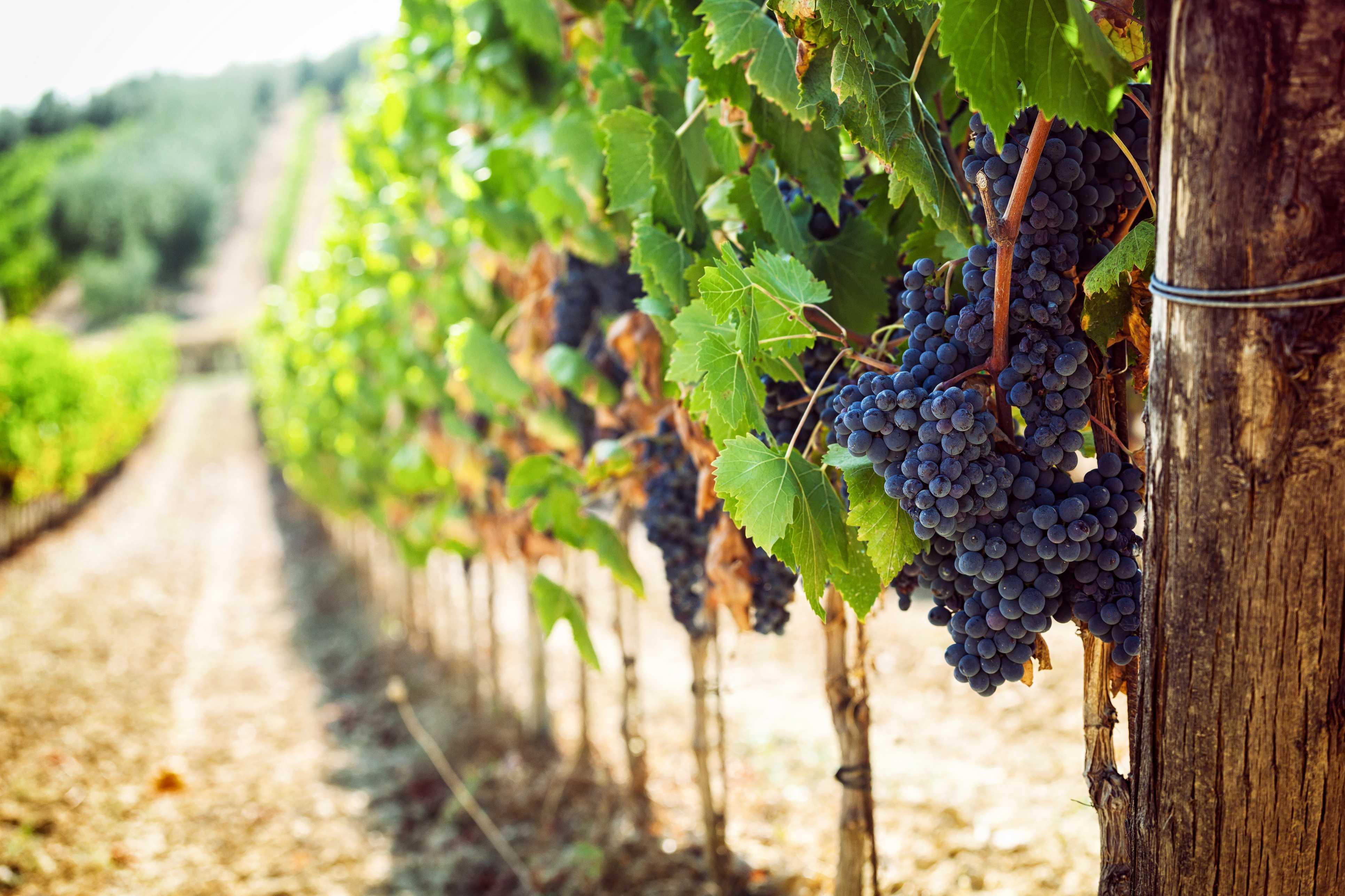 Un viaggio tra vitigni autoctoni decennali, cultivar storiche e paesaggi agricoli Un viaggio tra vitigni autoctoni decennali, cultivar storiche e paesaggi agricoli