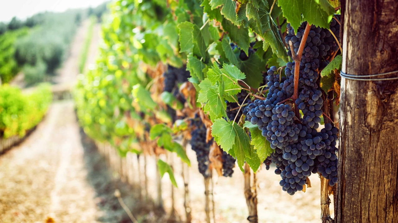 Oggi la produzione vinicola mugellana si distingue Oggi la produzione vinicola mugellana si distingue
