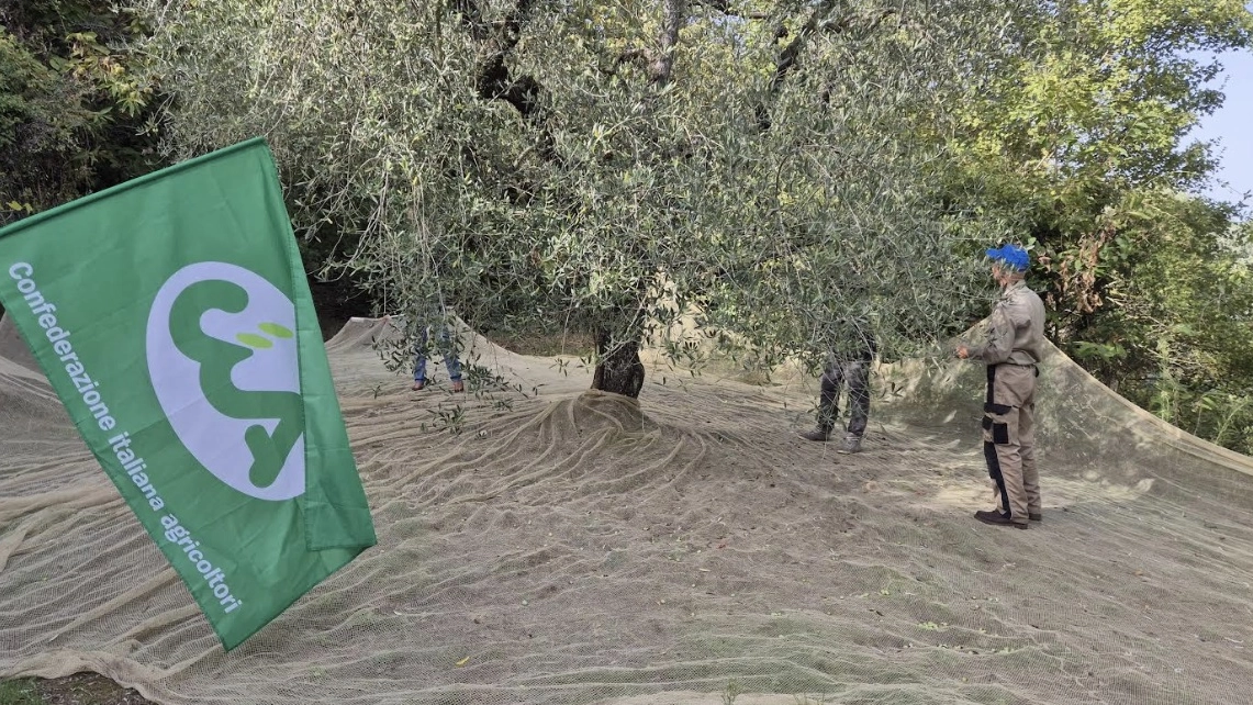 Raccolta olive Raccolta olive