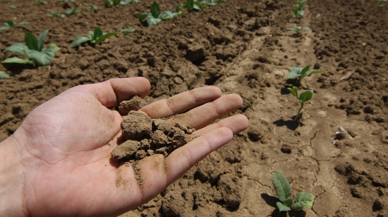 Agricoltura alle prese con un meteo imprevedibile Agricoltura alle prese con un meteo imprevedibile