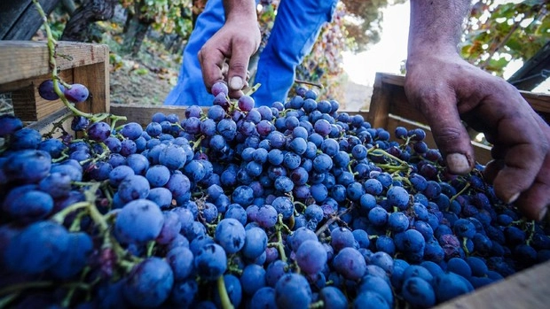 Ispezioni contro il lavoro irregolare durante la vendemmia (Foto archivio Ansa)