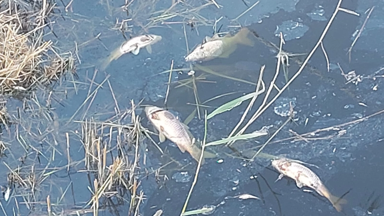 Moria di pesci nel torrente Sata Moria di pesci nel torrente Sata