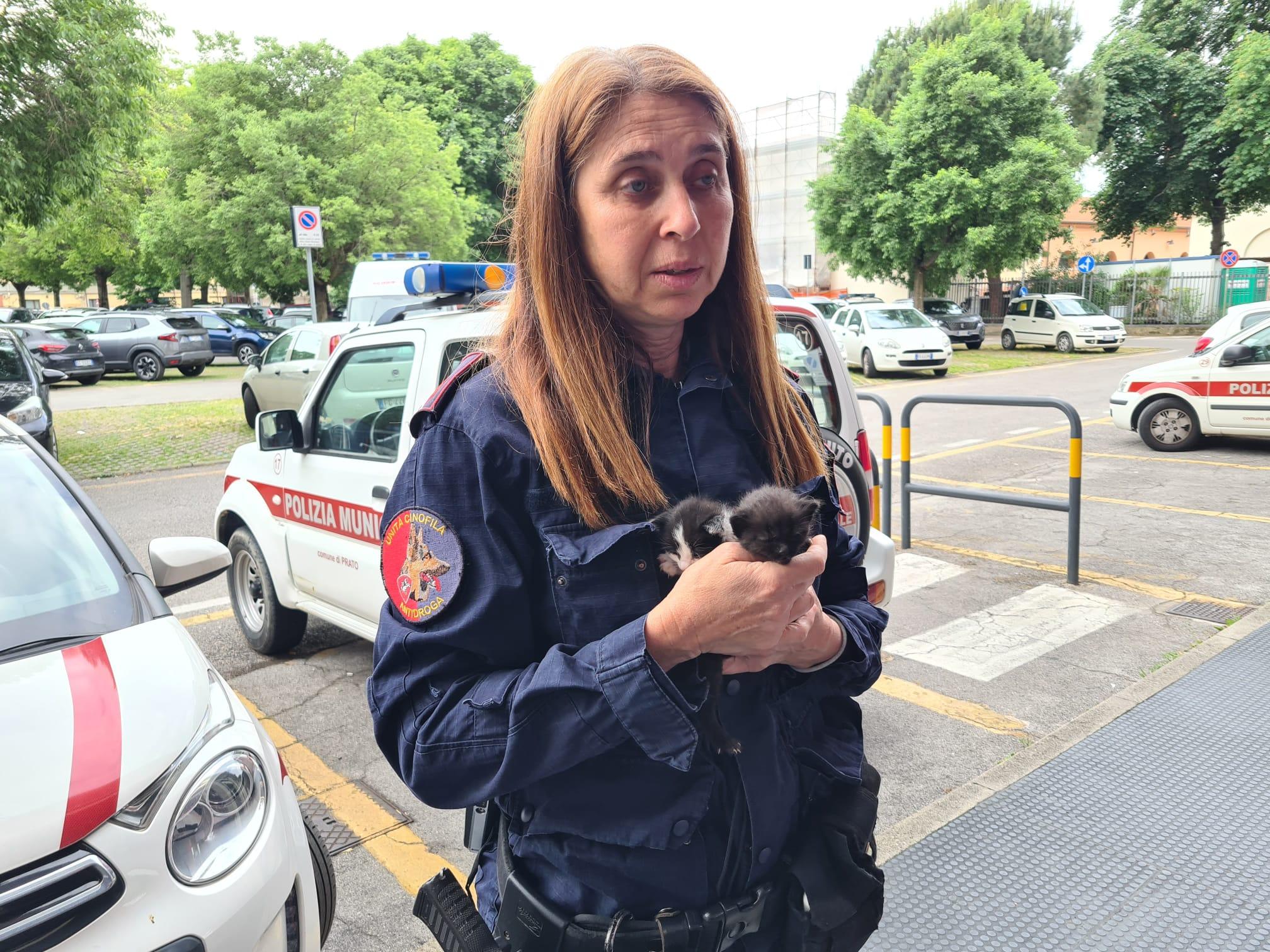 figline trova cinque gattini accanto alla mamma investita e li mette in salvo da Lanazione.it figline trova cinque gattini accanto alla mamma investita e li mette in salvo