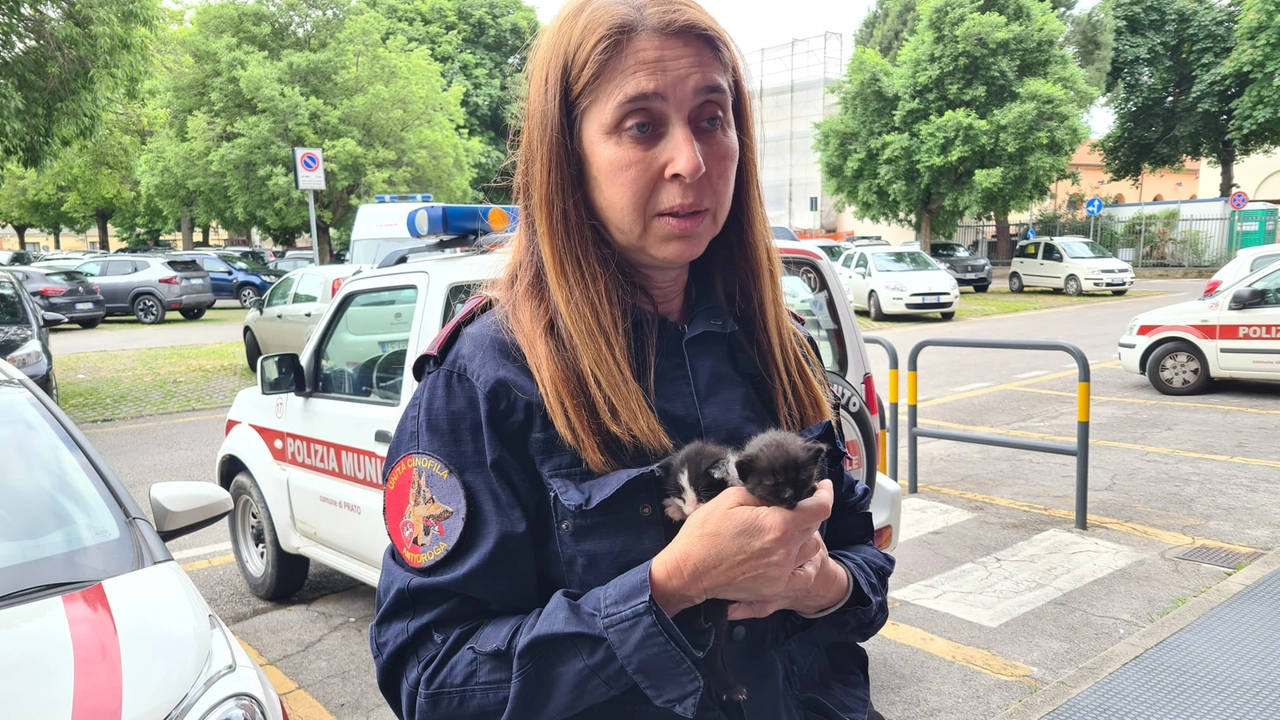 I gattini salvati I gattini salvati