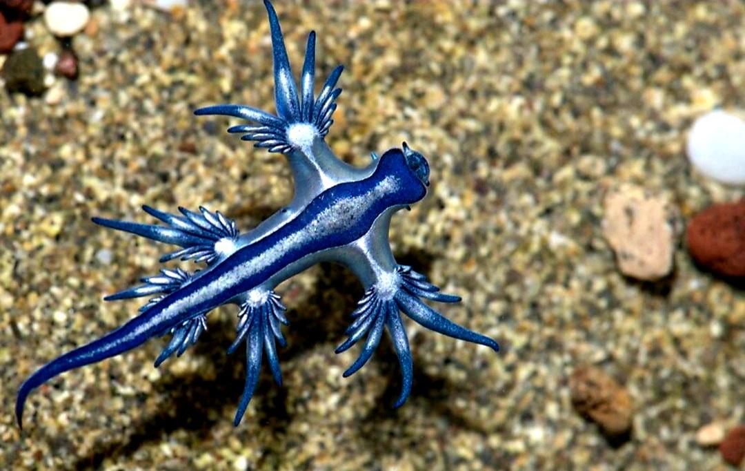 25 agosto, sos Drago blu in mare. C 25 agosto, sos Drago blu in mare. C