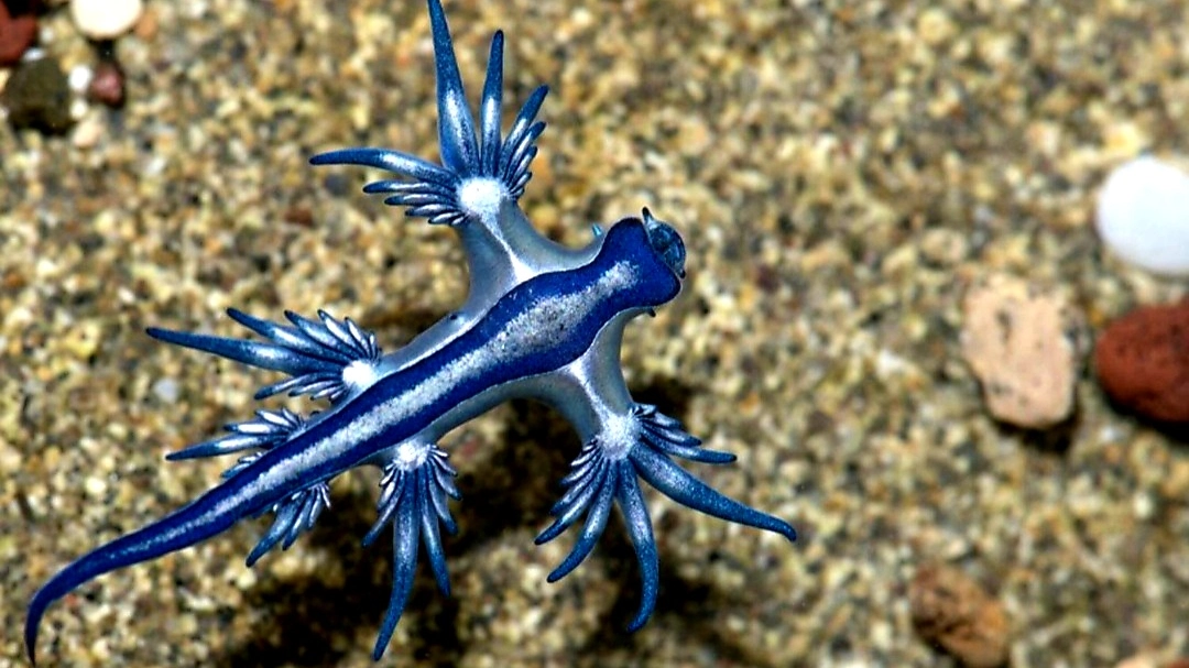 Drago Blu Drago Blu