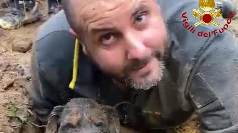 Dobra aveva fiutato l’animale nel bosco di Vivoli Dobra aveva fiutato l’animale nel bosco di Vivoli