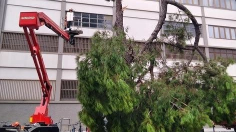 L’abbattimento è avvenuto a settembre: l’ambientalista chiede chiarimenti