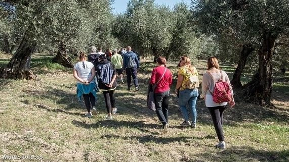 Un percorso di trekking tra gli olivi, visite alle aziende agricole, assaggi di olio extravergine di oliva per la giornata nazionale ’Camminata tra gli Olivi’ Un percorso di trekking tra gli olivi, visite alle aziende agricole, assaggi di olio extravergine di oliva per la giornata nazionale ’Camminata tra gli Olivi’