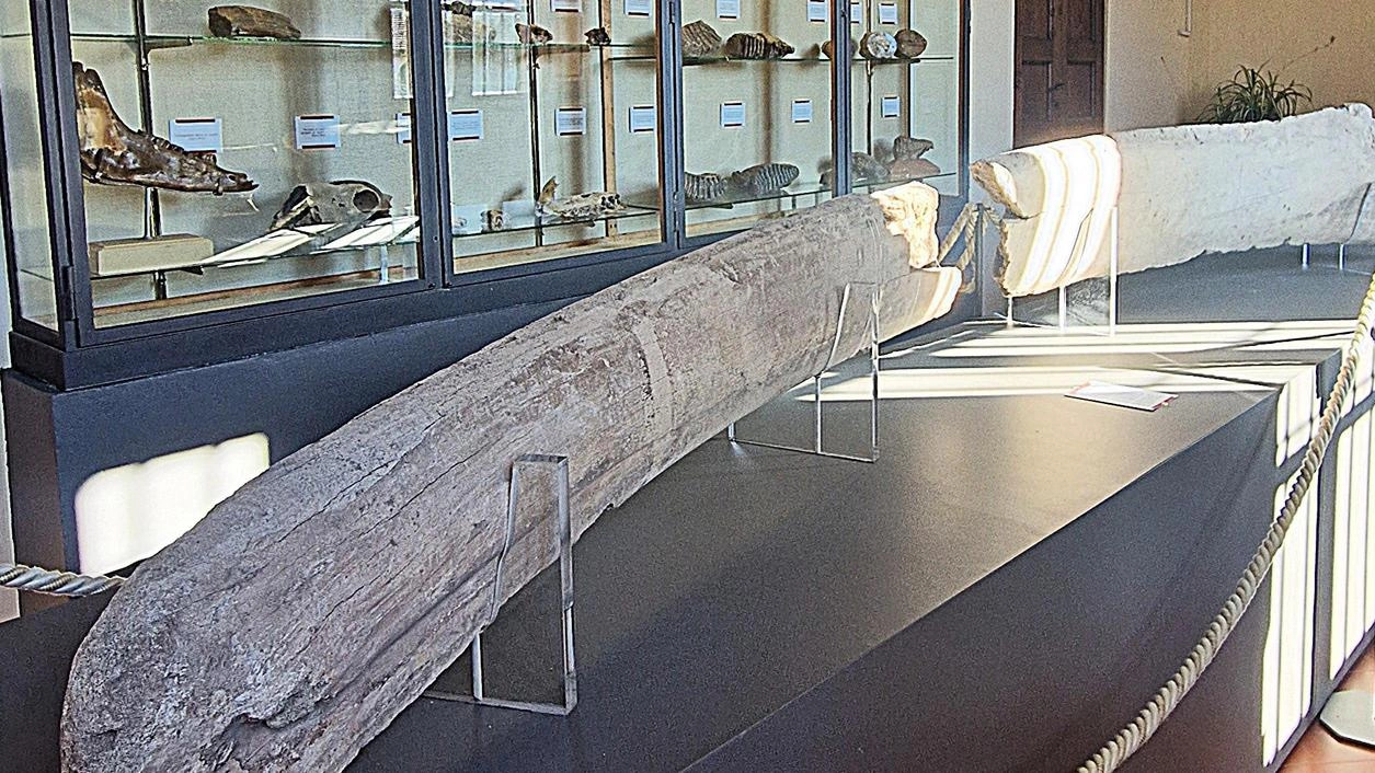 Esploriamo la storia del reperto impossibile di Montione, tra leggende e scoperte scientifiche al Museo di Arezzo. Esploriamo la storia del reperto impossibile di Montione, tra leggende e scoperte scientifiche al Museo di Arezzo.
