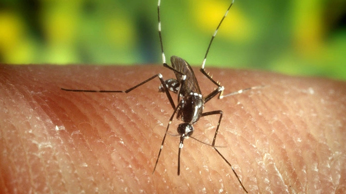 Il virus Chikungunya viene trasmesso dalle zanzare Il virus Chikungunya viene trasmesso dalle zanzare