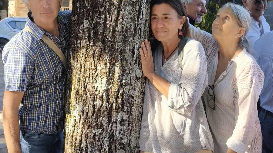 Sei tigli sono stati abbattuti ad Arcidosso, in via della Circonvallazione, nell’ambito dei lavori per la nuova rete di... Sei tigli sono stati abbattuti ad Arcidosso, in via della Circonvallazione, nell’ambito dei lavori per la nuova rete di...