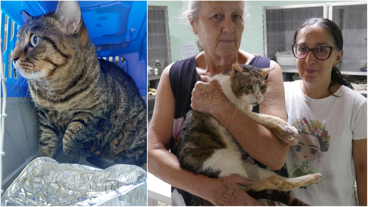Il gatto Kaido Il gatto Kaido