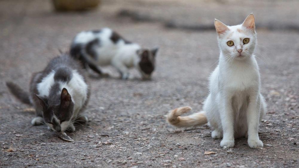 i gatti invisibili del litorale pisano una storia che si ripete da Lanazione.it i gatti invisibili del litorale pisano una storia che si ripete