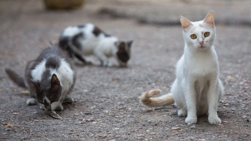 L'allarme per i gatti del litorale pisano