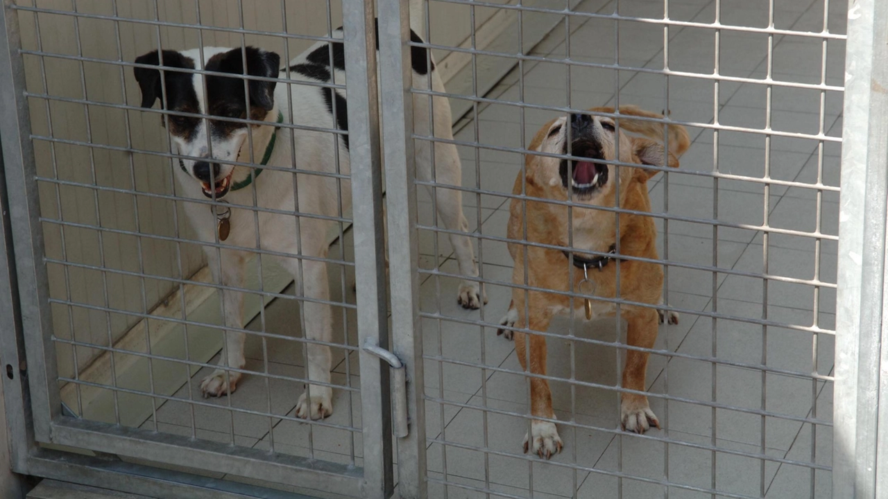 Una mappatura genetica per tentare di frenare l’abbandono dei cani. E’ la proposta del Comune di Volterra dopo l’allarme... Una mappatura genetica per tentare di frenare l’abbandono dei cani. E’ la proposta del Comune di Volterra dopo l’allarme...