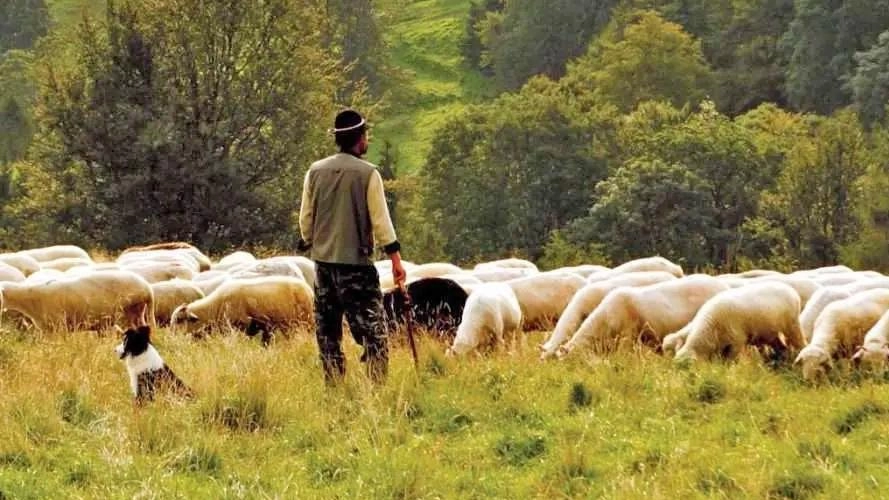 Pastorizia in crisi anche a causa dell’elevato numero di predatori Pastorizia in crisi anche a causa dell’elevato numero di predatori