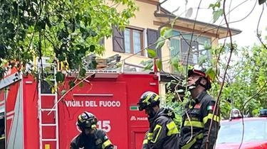 La segnalazione di un lettore ai carabinieri forestali La segnalazione di un lettore ai carabinieri forestali