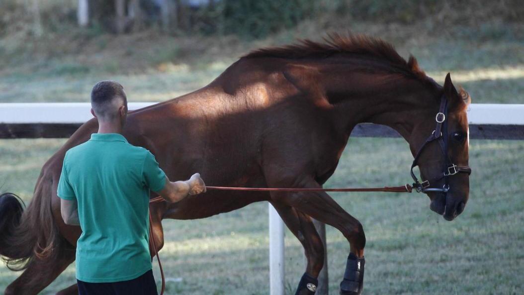 Ares elce non correrà il Palio: "Deciso per il bene del cavallo" Ares elce non correrà il Palio: "Deciso per il bene del cavallo"