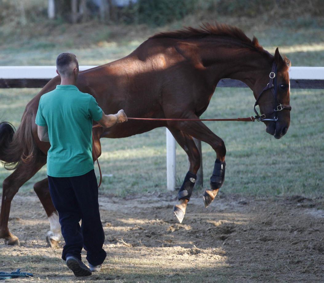 Ares elce non correrà il Palio: "Deciso per il bene del cavallo"