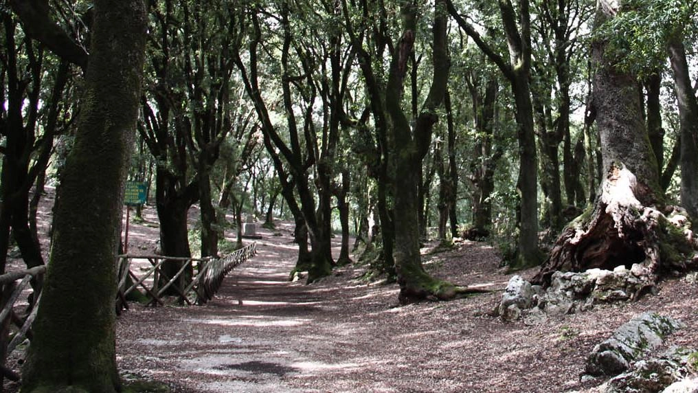 Il Comune di Spoleto organizza il trekking "Sulle orme di San Francesco" il 6 ottobre per celebrare il Santo e scoprire i luoghi legati alla sua vita nel territorio spoletino. Un viaggio tra storia e fede, con tour guidato nel centro storico e visita a Monteluco. Il Comune di Spoleto organizza il trekking "Sulle orme di San Francesco" il 6 ottobre per celebrare il Santo e scoprire i luoghi legati alla sua vita nel territorio spoletino. Un viaggio tra storia e fede, con tour guidato nel centro storico e visita a Monteluco.