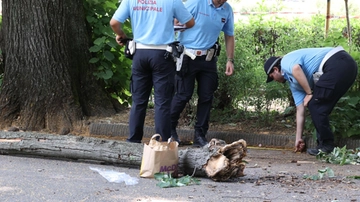 Paura prima del concerto. Grosso ramo cade sulla folla. Grave una giovane alle Cascine