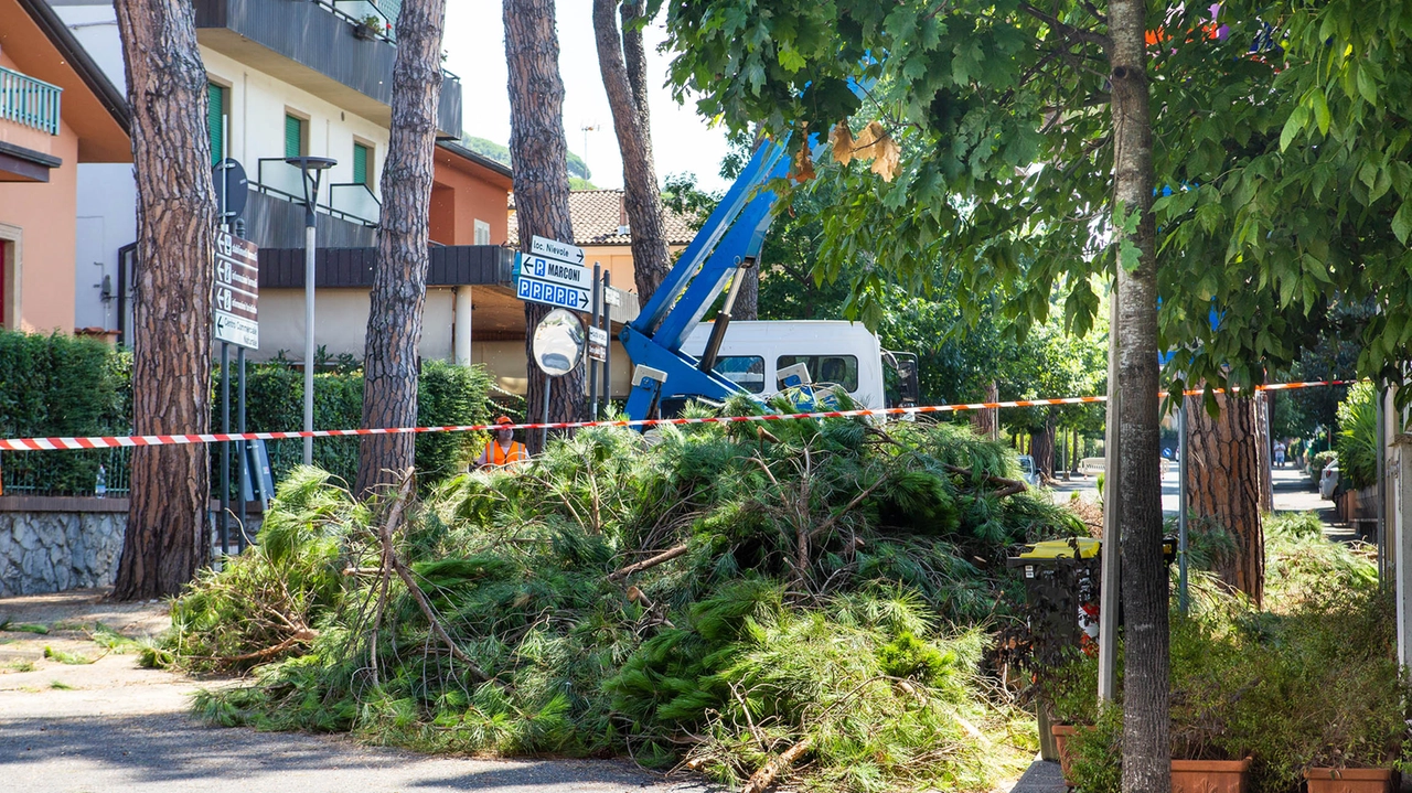 Il taglio degli alberi in via Marconi, lo scorso luglio Il taglio degli alberi in via Marconi, lo scorso luglio