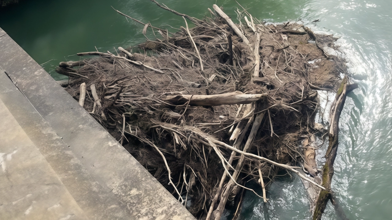 Le cataste di legname rimaste attaccate ai piloni dei ponti lungo il Tevere dopo le piene del fiume: scatta la rimozione Le cataste di legname rimaste attaccate ai piloni dei ponti lungo il Tevere dopo le piene del fiume: scatta la rimozione