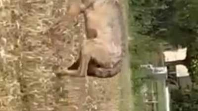Un momento del video in cui si vede il lupo nella zona di via Deledda a Fornacelle Un momento del video in cui si vede il lupo nella zona di via Deledda a Fornacelle